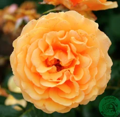 Flerblommig Buskros 'Bernstein-Rose' 'Taneitber' Barrotad><noscript><img width=
