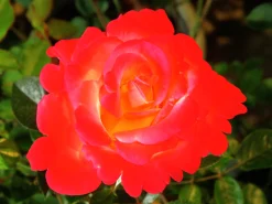 Flerblommig Buskros 'David Rosenmager' Barrotad>Omnia garden New
