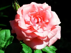 Flerblommig Buskros 'Dronning Margrethe' 'Poulskov' Barrotad>Omnia garden Clearance
