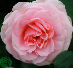 Flerblommig Buskros 'Dronning Margrethe' 'Poulskov' Barrotad>Omnia garden Clearance
