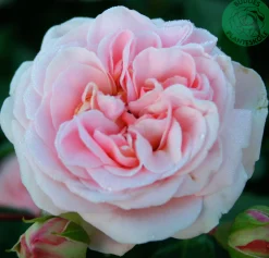 Flerblommig Buskros 'Dronning Margrethe' 'Poulskov' Barrotad><noscript><img width=