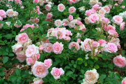 Flerblommig Buskros 'Dronning Margrethe' 'Poulskov' Barrotad><noscript><img width=