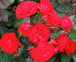 Flerblommig Buskros 'Europeana' Barrotad><noscript><img width=