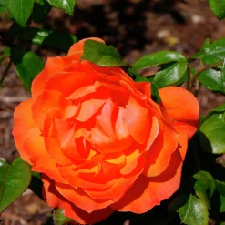 Flerblommig Buskros 'Fellowship' 'Harwelcome' Barrotad><noscript><img width=
