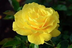 Flerblommig Buskros 'Friesia' 'Korresia' Barrotad><noscript><img width=