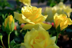 Flerblommig Buskros 'Friesia' 'Korresia' Barrotad><noscript><img width=