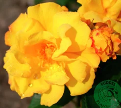 Flerblommig Buskros 'Goldmarie' 'Korfalt' Barrotad>Omnia garden Best