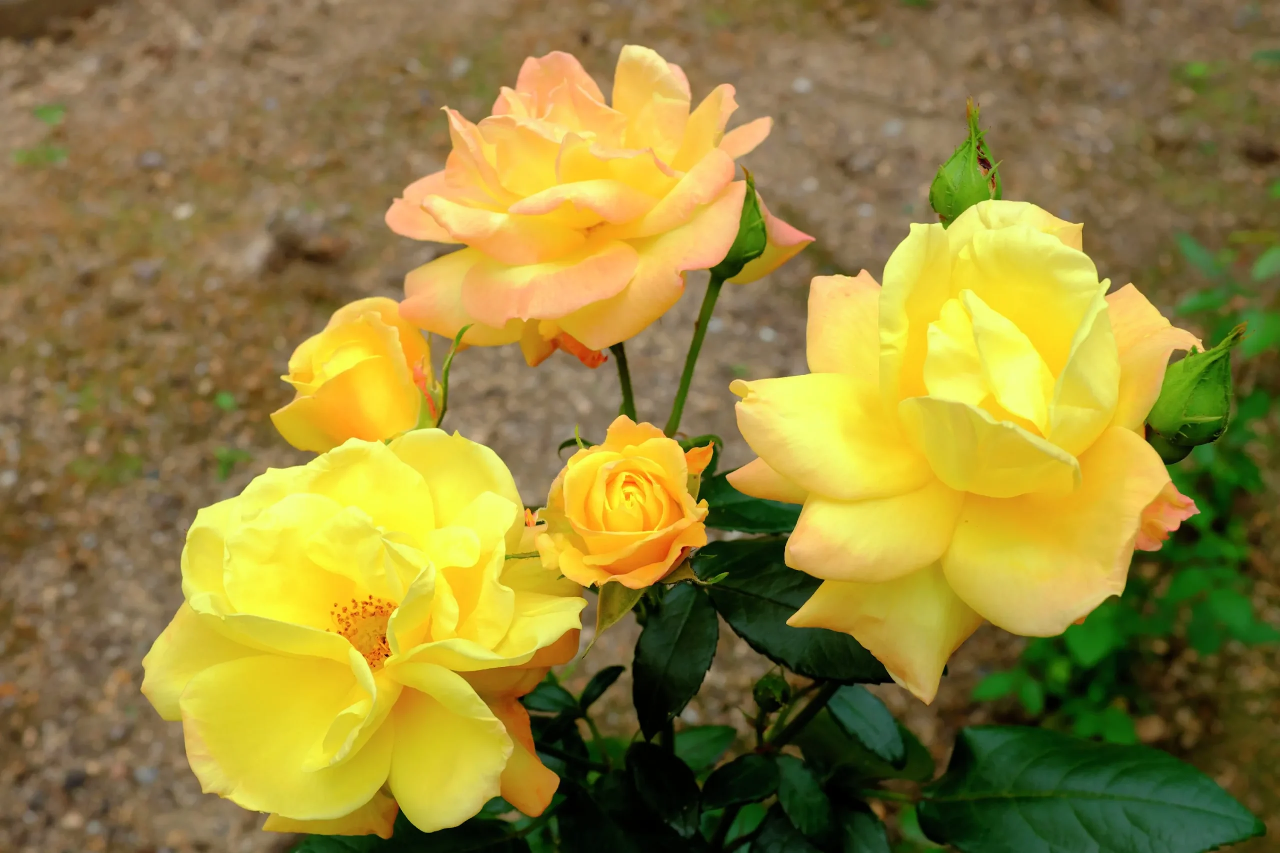 Flerblommig Buskros 'Goldmarie' 'Korfalt' Barrotad>Omnia garden Best
