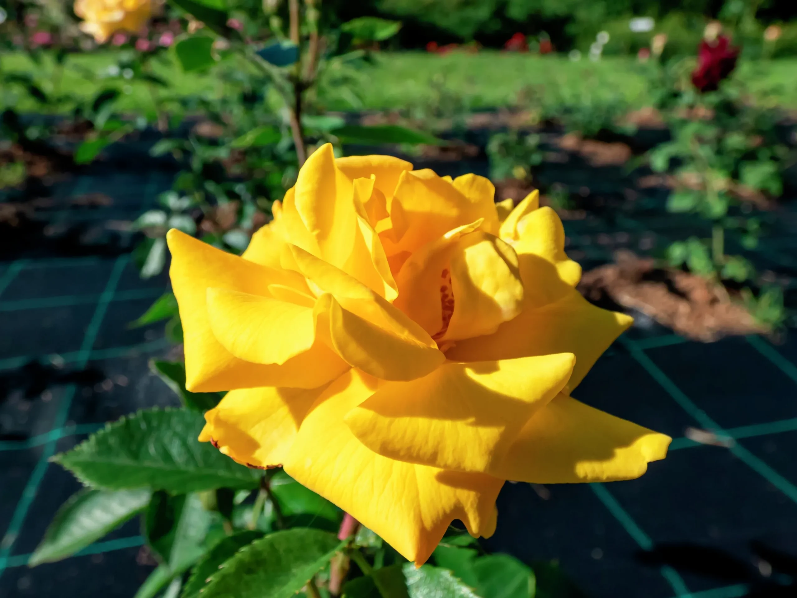 Flerblommig Buskros 'Goldmarie' 'Korfalt' Barrotad>Omnia garden Best