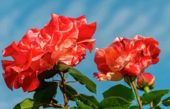 Flerblommig Buskros 'Hanky Panky' 'Wektorcent' Barrotad>Omnia garden Online