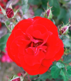 Flerblommig Buskros 'H.C. Andersen' 'Poulander' Barrotad>Omnia garden Sale