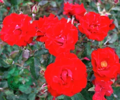 Flerblommig Buskros 'H.C. Andersen' 'Poulander' Barrotad><noscript><img width=