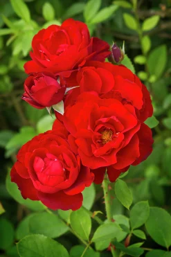 Flerblommig Buskros 'H.C. Andersen' 'Poulander' Barrotad><noscript><img width=