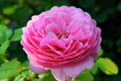 Flerblommig Buskros 'Home & Garden' 'Korgrasotra' Barrotad><noscript><img width=