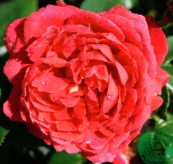 Flerblommig Buskros 'Hot Chocolate' 'Wekpaltlez' Barrotad><noscript><img width=
