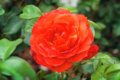 Flerblommig Buskros 'Hot Chocolate' 'Wekpaltlez' Barrotad><noscript><img width=