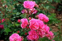 Flerblommig Buskros 'I Am Grateful' 'Relax0006' Barrotad>Omnia garden Outlet