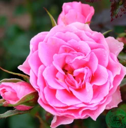 Flerblommig Buskros 'I Am Grateful' 'Relax0006' Barrotad><noscript><img width=