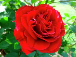 Flerblommig Buskros 'Kronborg' 'Poultry' Barrotad><noscript><img width=