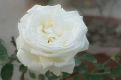 Flerblommig Buskros 'La Paloma 85' 'Tanamola' Barrotad>Omnia garden Clearance
