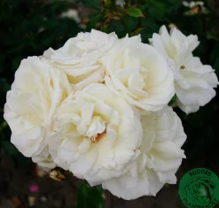 Flerblommig Buskros 'La Paloma 85' 'Tanamola' Barrotad><noscript><img width=