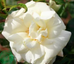 Flerblommig Buskros 'La Paloma 85' 'Tanamola' Barrotad><noscript><img width=