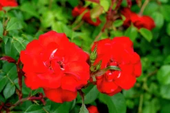 Flerblommig Buskros 'La Sevillana' 'Meigekanu' Barrotad>Omnia garden Hot