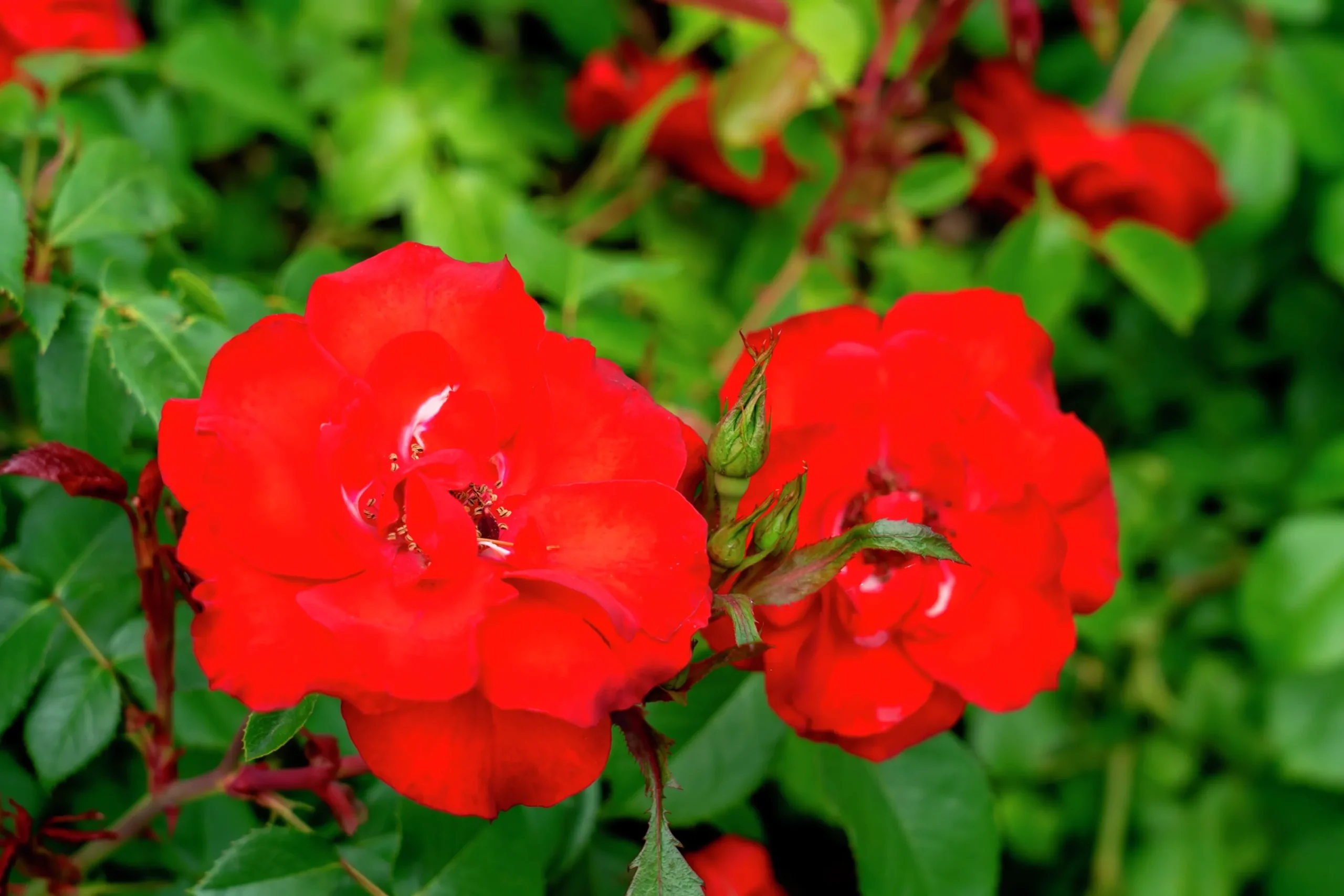 Flerblommig Buskros 'La Sevillana' 'Meigekanu' Barrotad>Omnia garden Hot