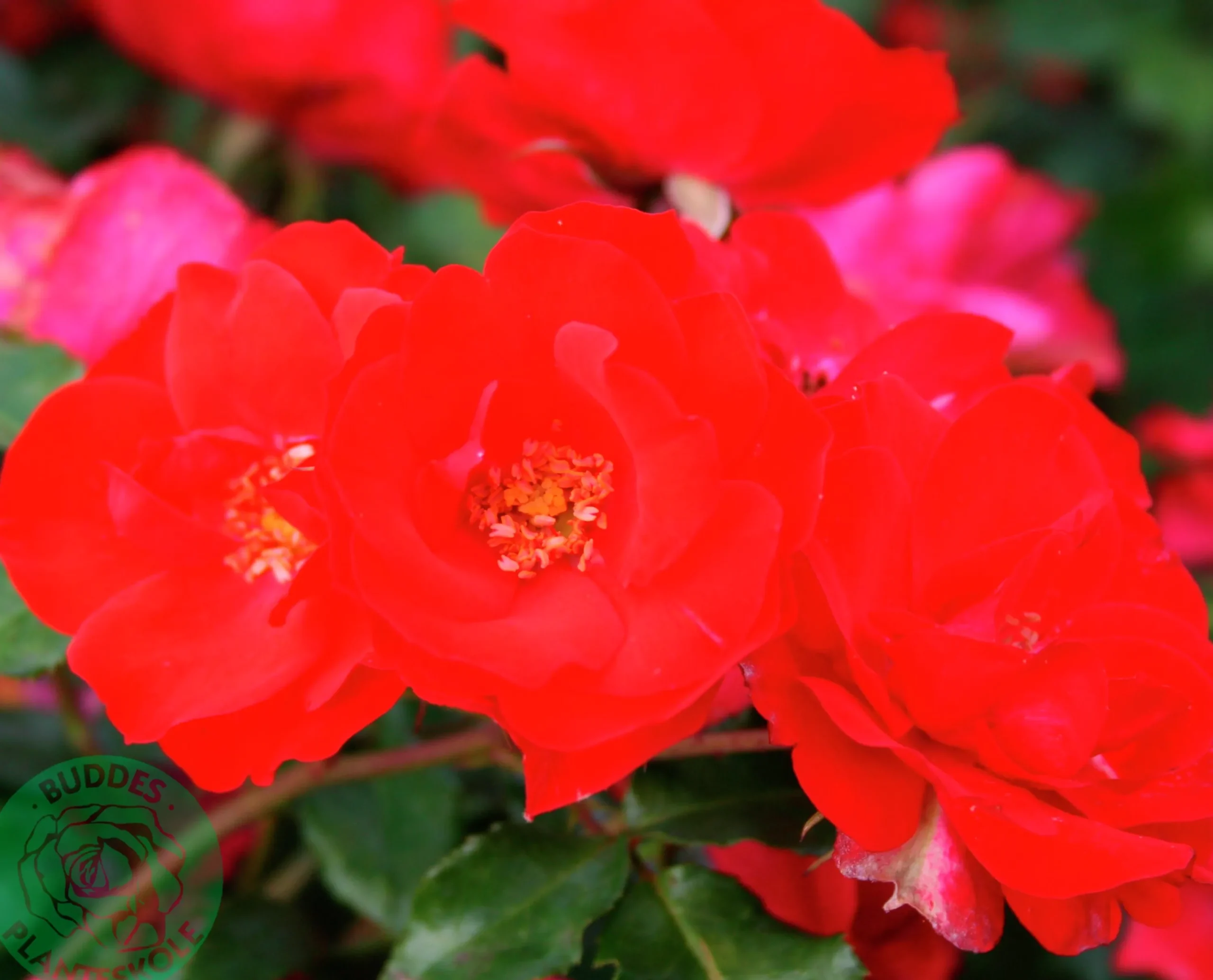 Flerblommig Buskros 'La Sevillana' 'Meigekanu' Barrotad>Omnia garden Hot