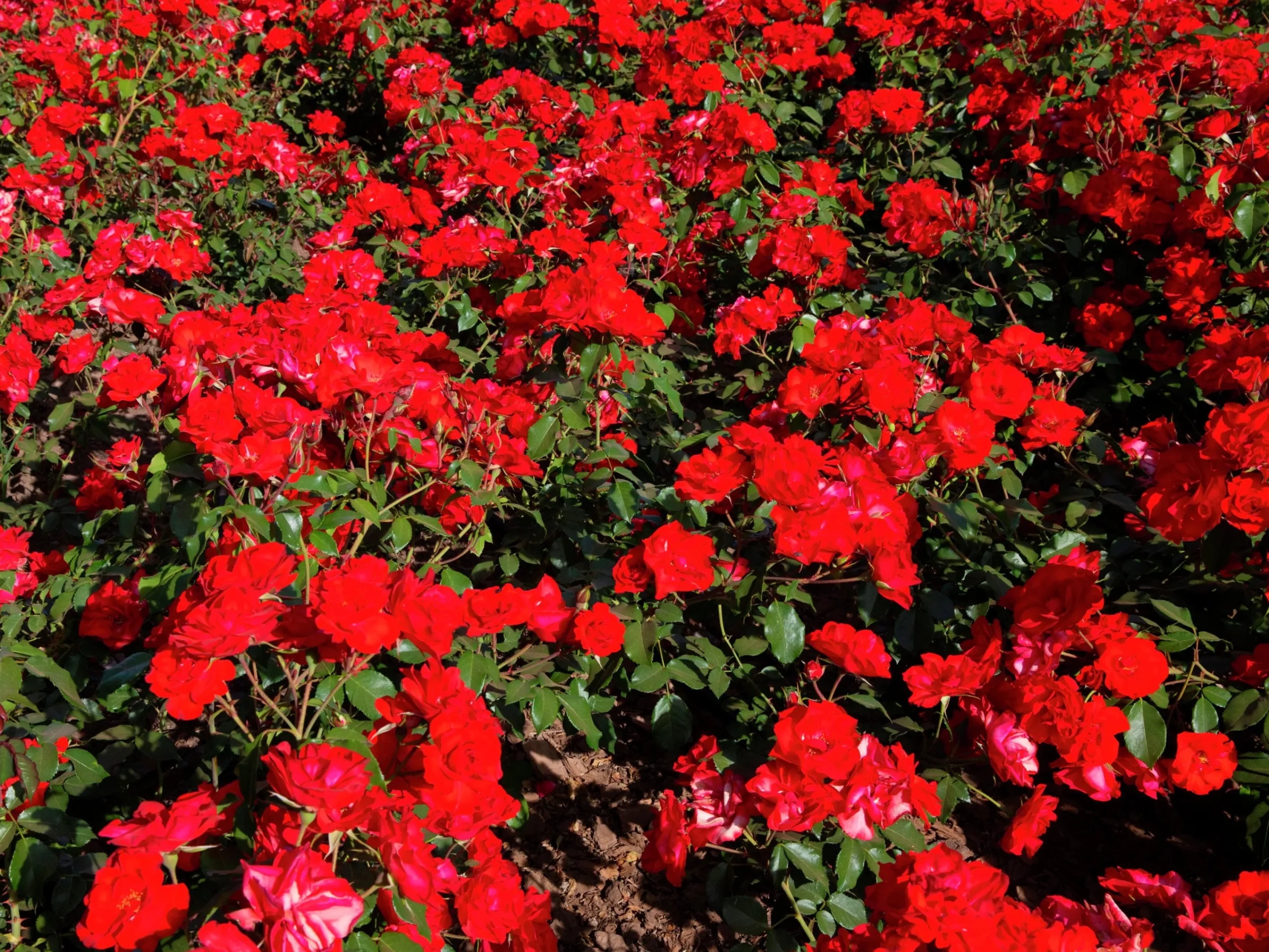 Flerblommig Buskros 'La Sevillana' 'Meigekanu' Barrotad>Omnia garden Hot