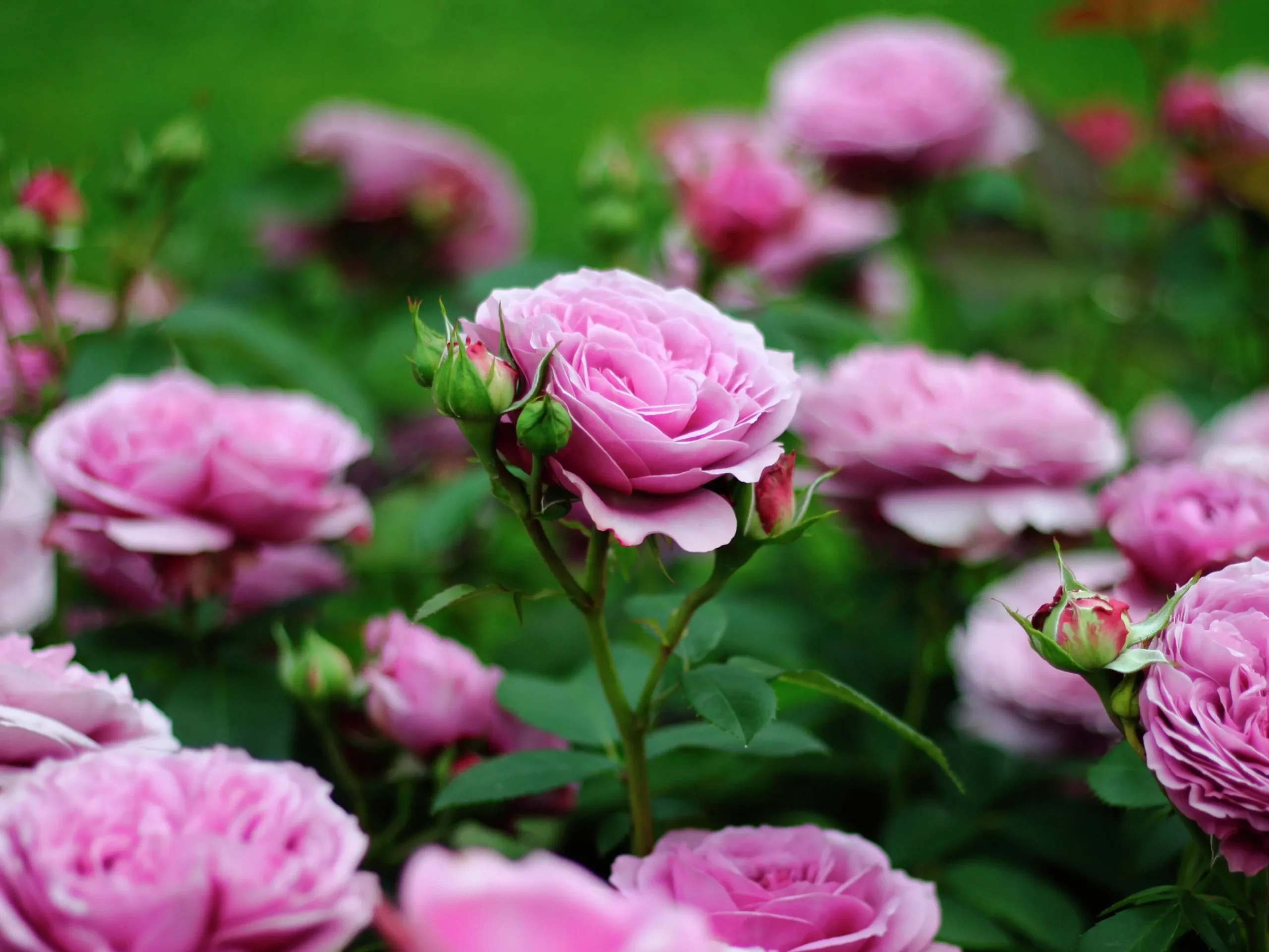 Flerblommig Buskros 'Lavender Ice' 'Tan04249' Barrotad>Omnia garden Discount