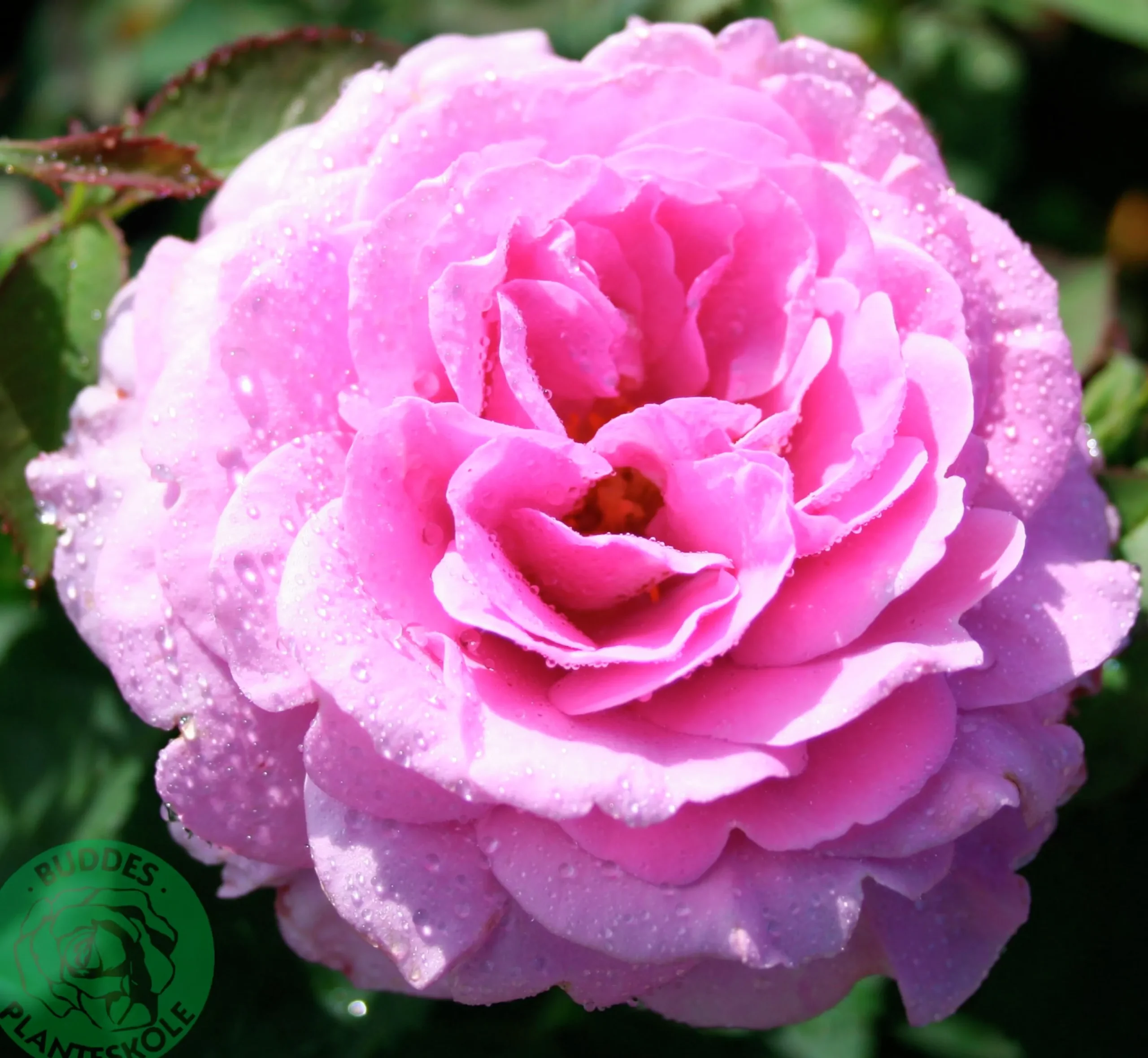 Flerblommig Buskros 'Lavender Ice' 'Tan04249' Barrotad>Omnia garden Discount