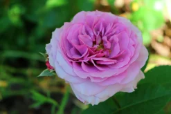 Flerblommig Buskros 'Lavender Ice' 'Tan04249' Barrotad><noscript><img width=