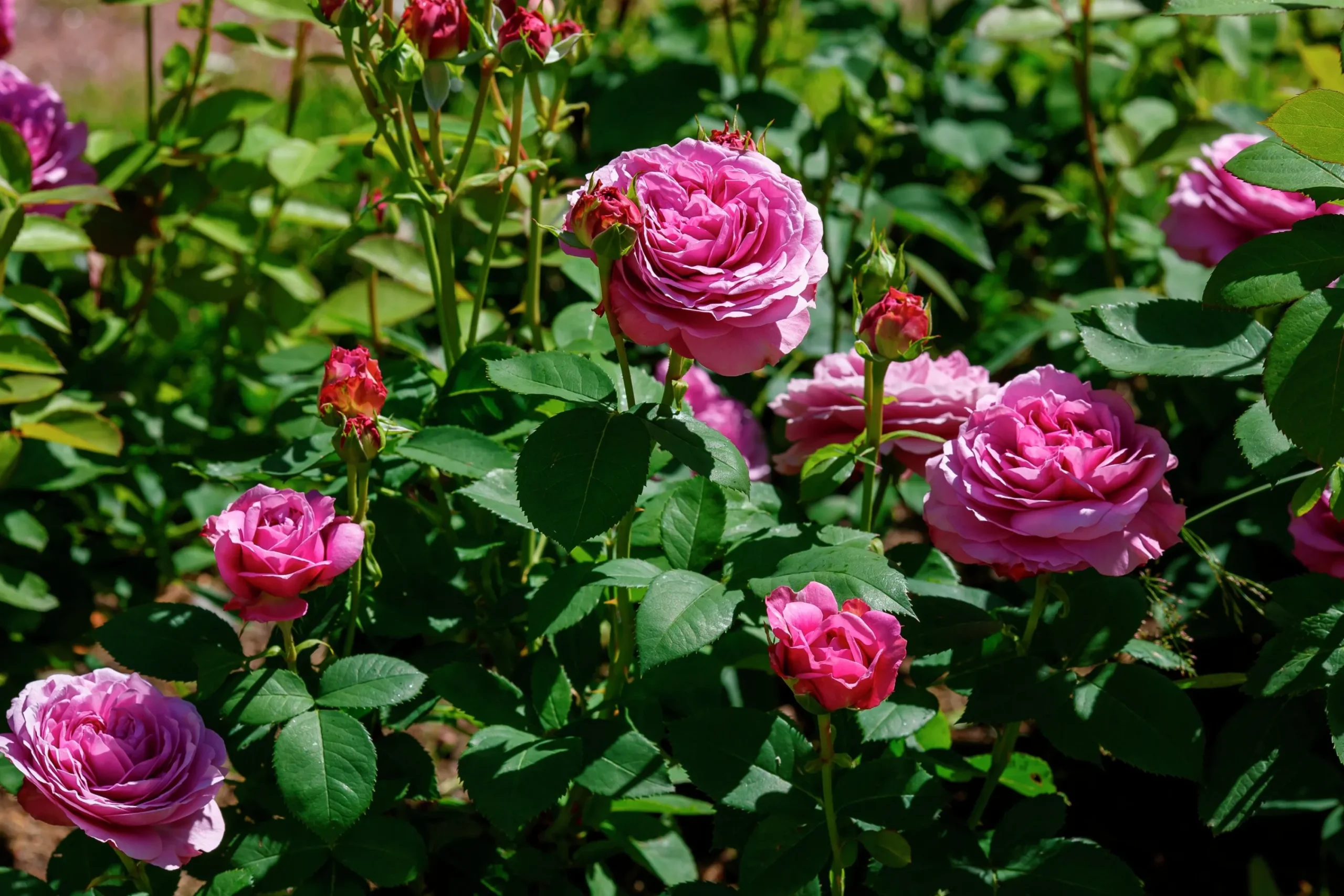 Flerblommig Buskros 'Lavender Ice' 'Tan04249' Barrotad>Omnia garden Discount
