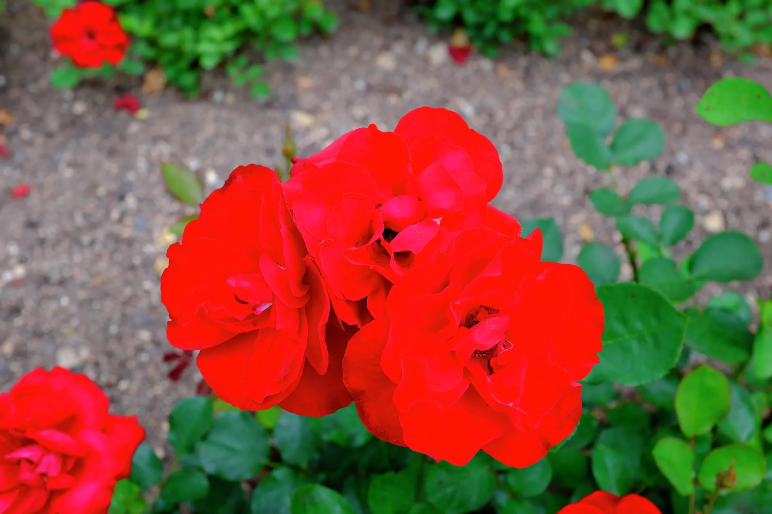 Flerblommig Buskros 'Lilli Marleen' 'Korlima' Barrotad>Omnia garden New