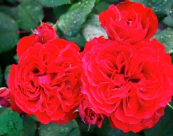 Flerblommig Buskros 'Look Good Feel Better' 'Poulcas034' Barrotad>Omnia garden