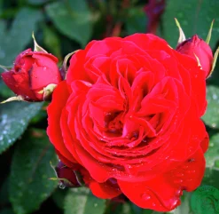 Flerblommig Buskros 'Look Good Feel Better' 'Poulcas034' Barrotad><noscript><img width=