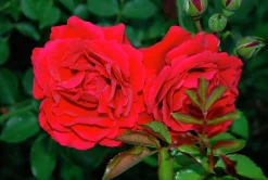 Flerblommig Buskros 'Look Good Feel Better' 'Poulcas034' Barrotad><noscript><img width=
