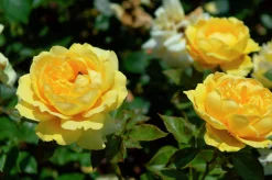 Flerblommig Buskros 'Marselisborg' 'Poulreb' Barrotad>Omnia garden Sale