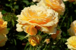 Flerblommig Buskros 'Marselisborg' 'Poulreb' Barrotad>Omnia garden Sale
