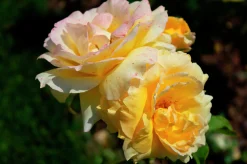 Flerblommig Buskros 'Marselisborg' 'Poulreb' Barrotad><noscript><img width=