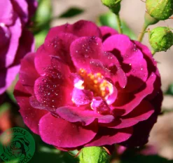 Flerblommig Buskros 'Midnight Blue' 'Wekfabpur' Barrotad>Omnia garden Sale