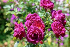 Flerblommig Buskros 'Midnight Blue' 'Wekfabpur' Barrotad><noscript><img width=
