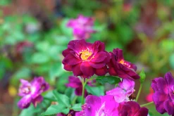 Flerblommig Buskros 'Midnight Blue' 'Wekfabpur' Barrotad><noscript><img width=