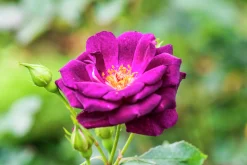 Flerblommig Buskros 'Midnight Blue' 'Wekfabpur' Barrotad><noscript><img width=