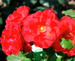 Flerblommig Buskros 'Molde' 'Tannimoll' Barrotad>Omnia garden Best