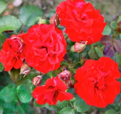 Flerblommig Buskros 'Molde' 'Tannimoll' Barrotad><noscript><img width=