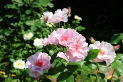Flerblommig Buskros 'Odyssey' 'Franski' Barrotad><noscript><img width=