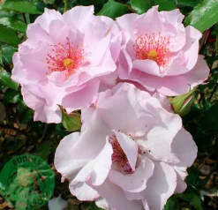 Flerblommig Buskros 'Odyssey' 'Franski' Barrotad><noscript><img width=