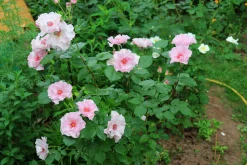 Flerblommig Buskros 'Odyssey' 'Franski' Barrotad><noscript><img width=